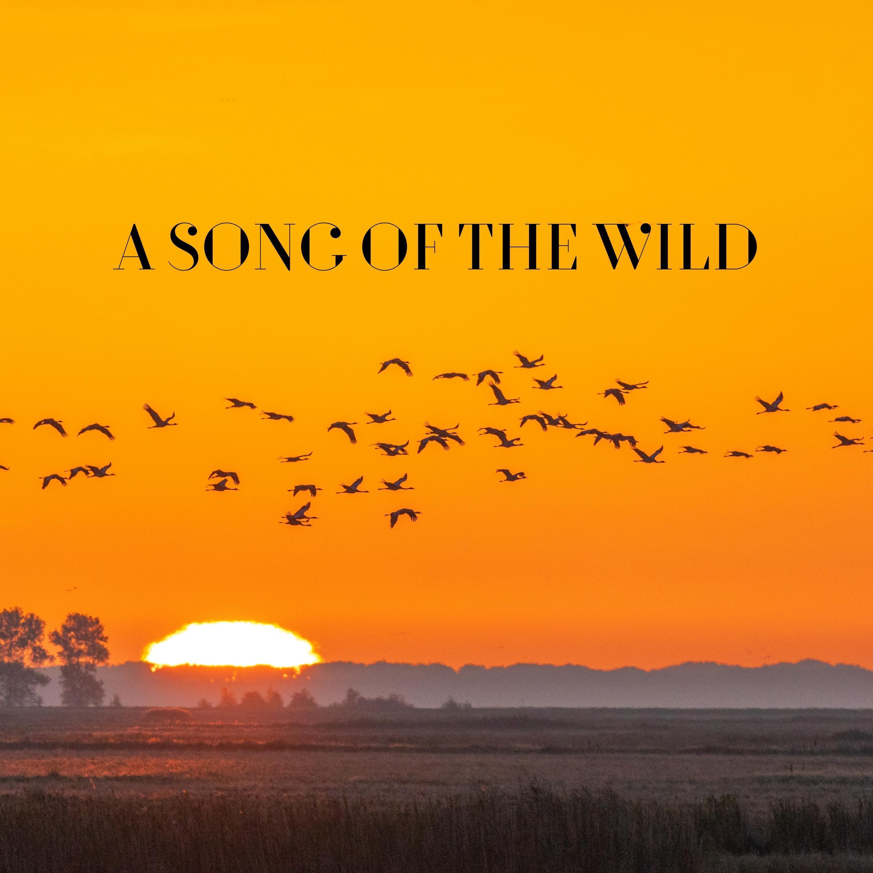 Релиз A Song of the Wild