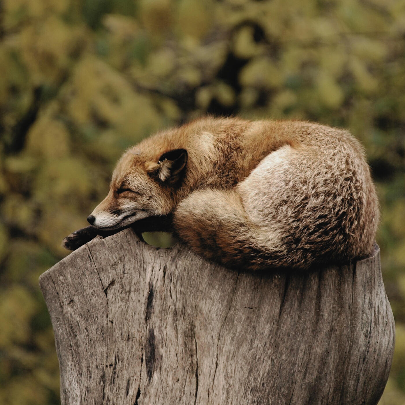Релиз Sleep in Nature