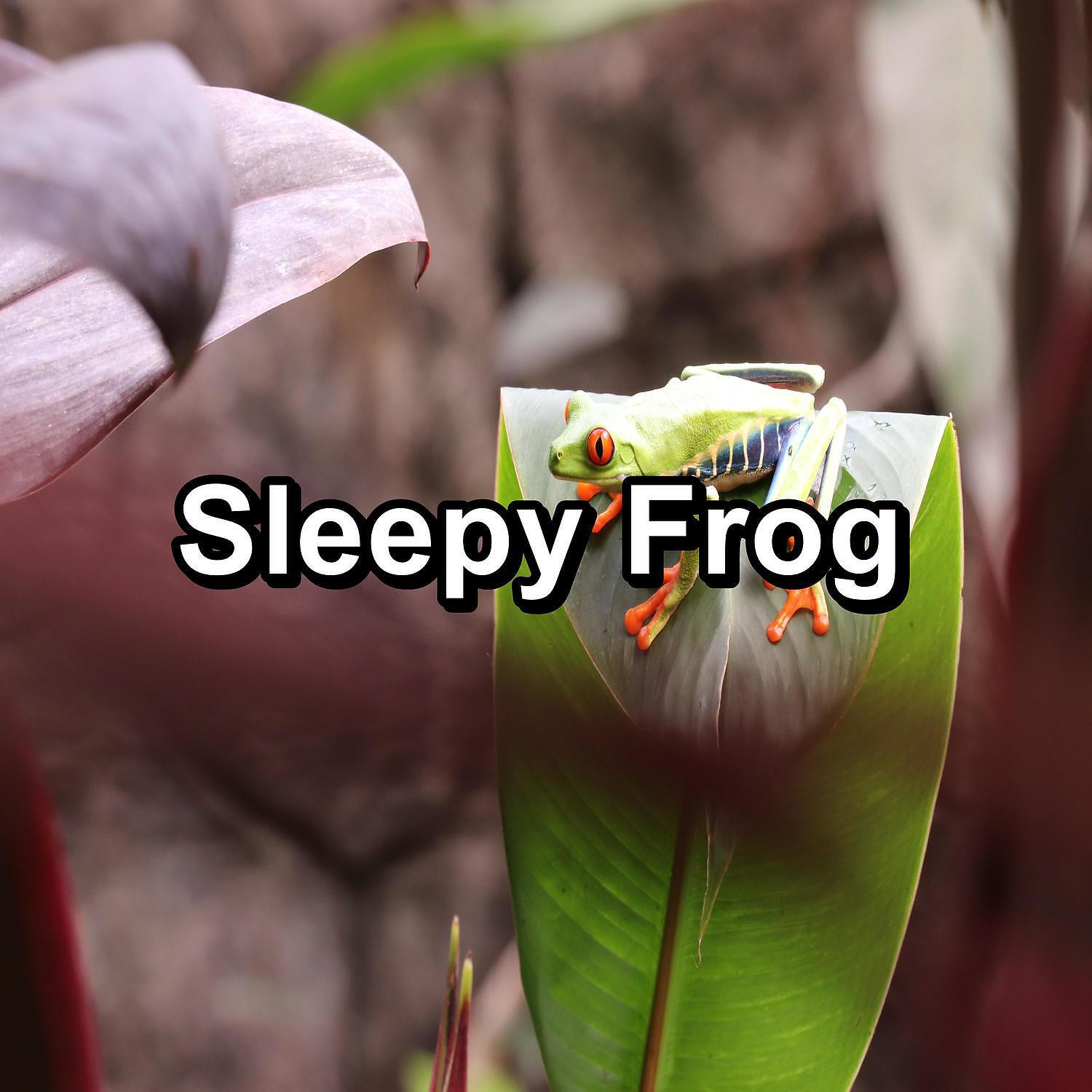 Релиз Sleepy Frog