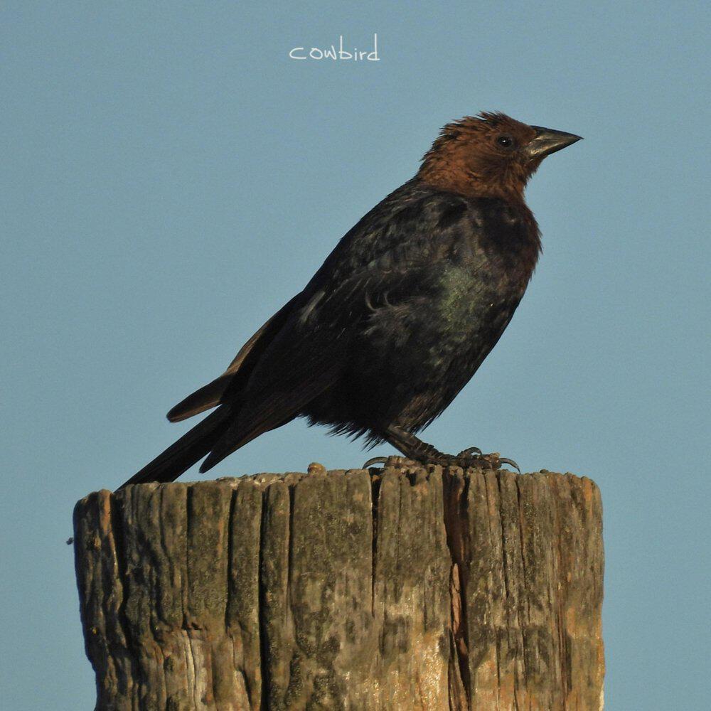 Релиз cowbird