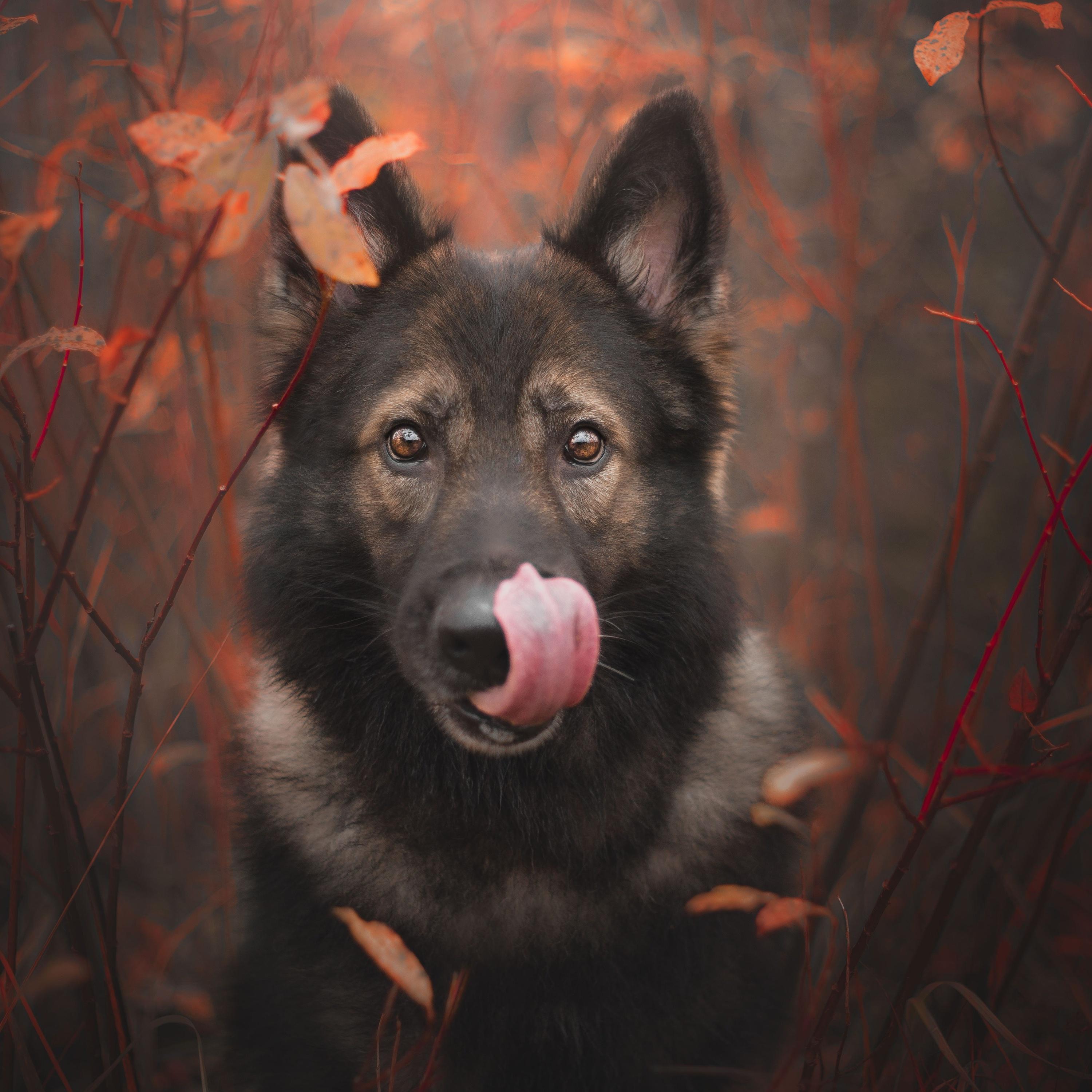 Релиз Hunden I Himlen