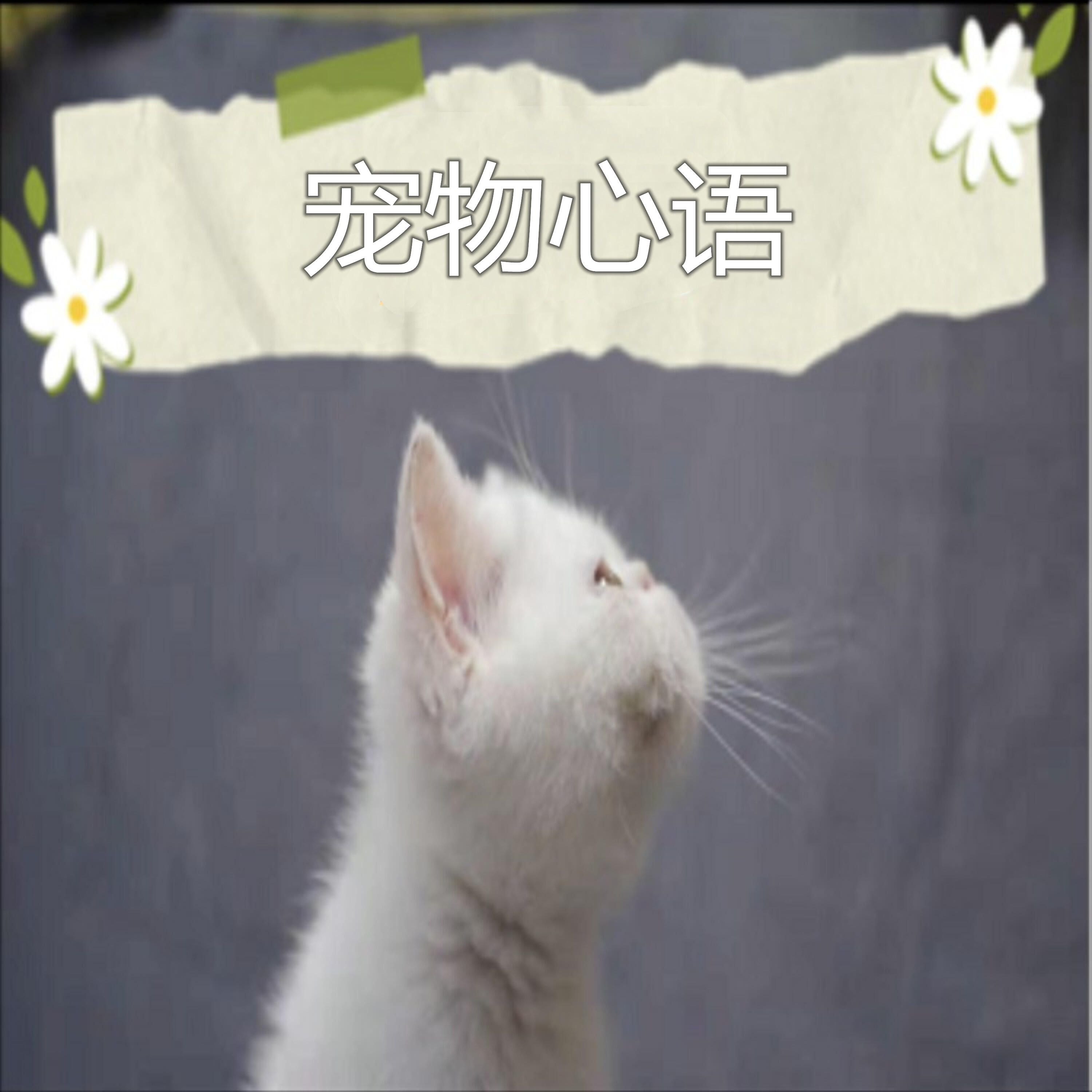 Релиз 宠物心语