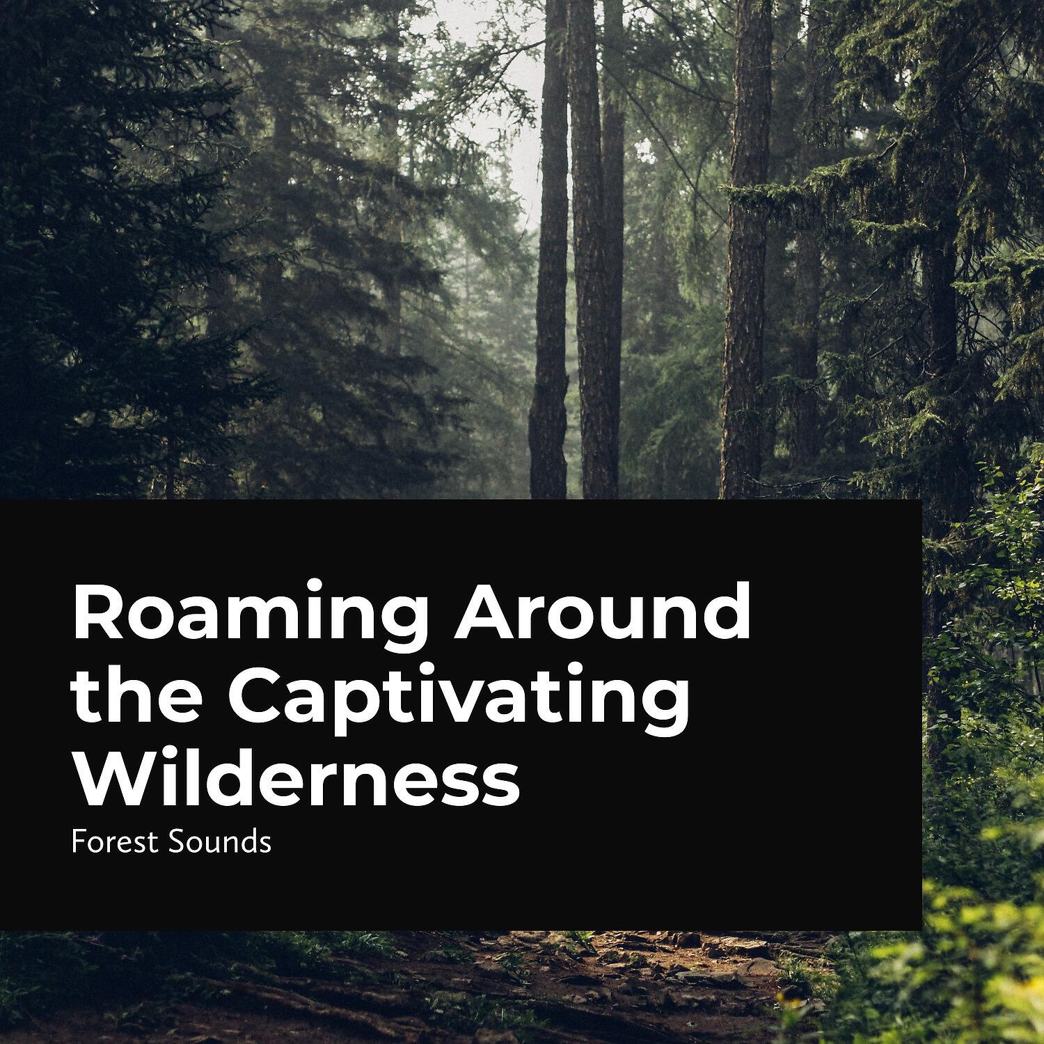 Релиз Roaming Around the Captivating Wilderness