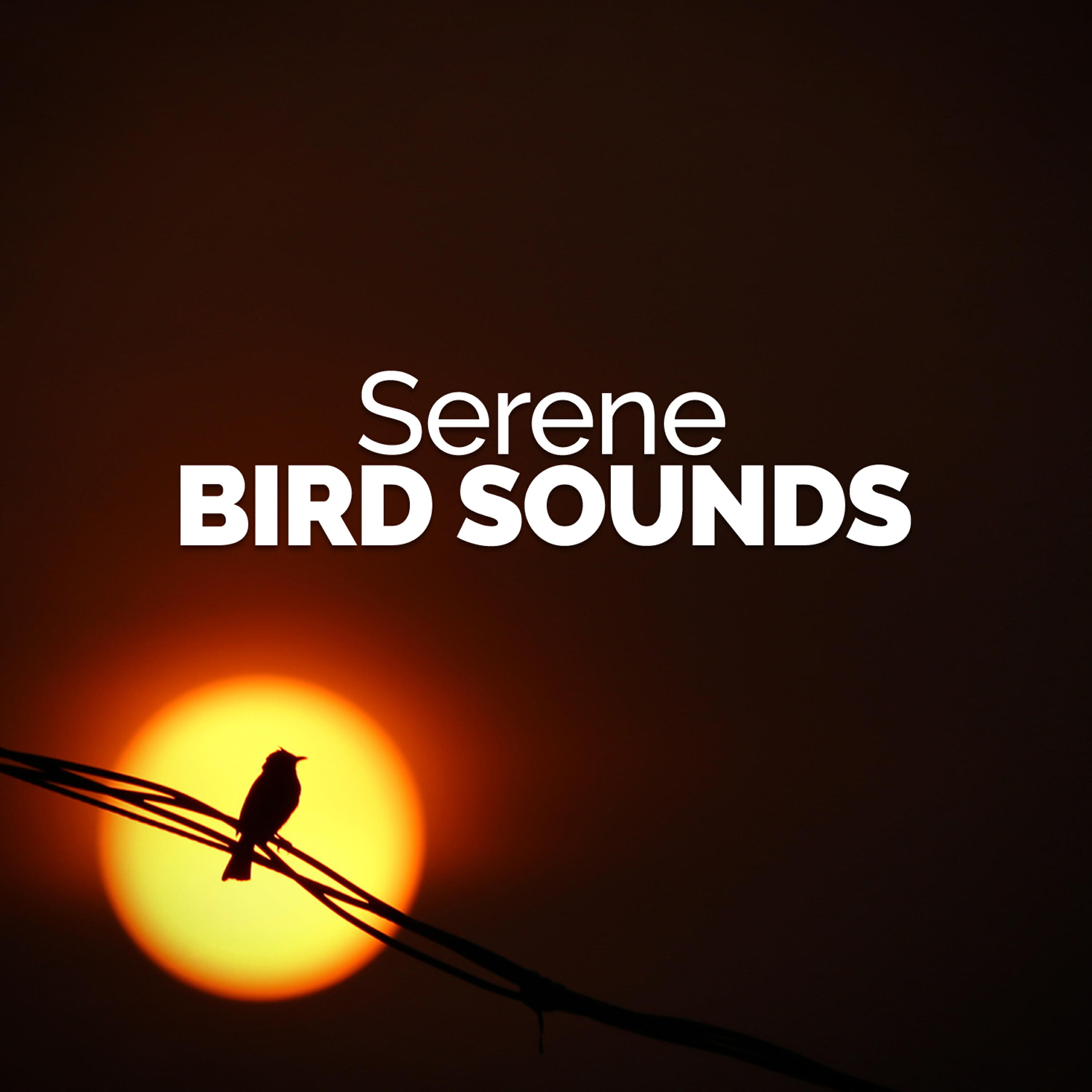 Релиз Serene Bird Sounds