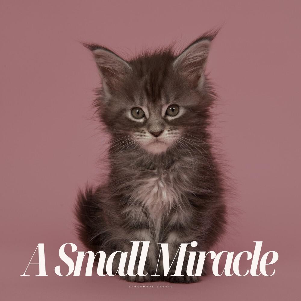 Релиз A Small Miracle