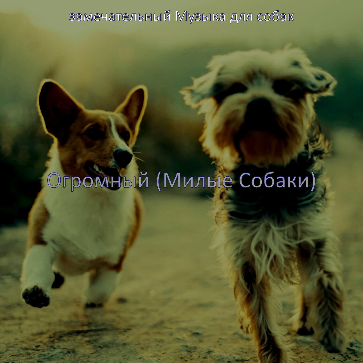 замечательный Музыка для собак