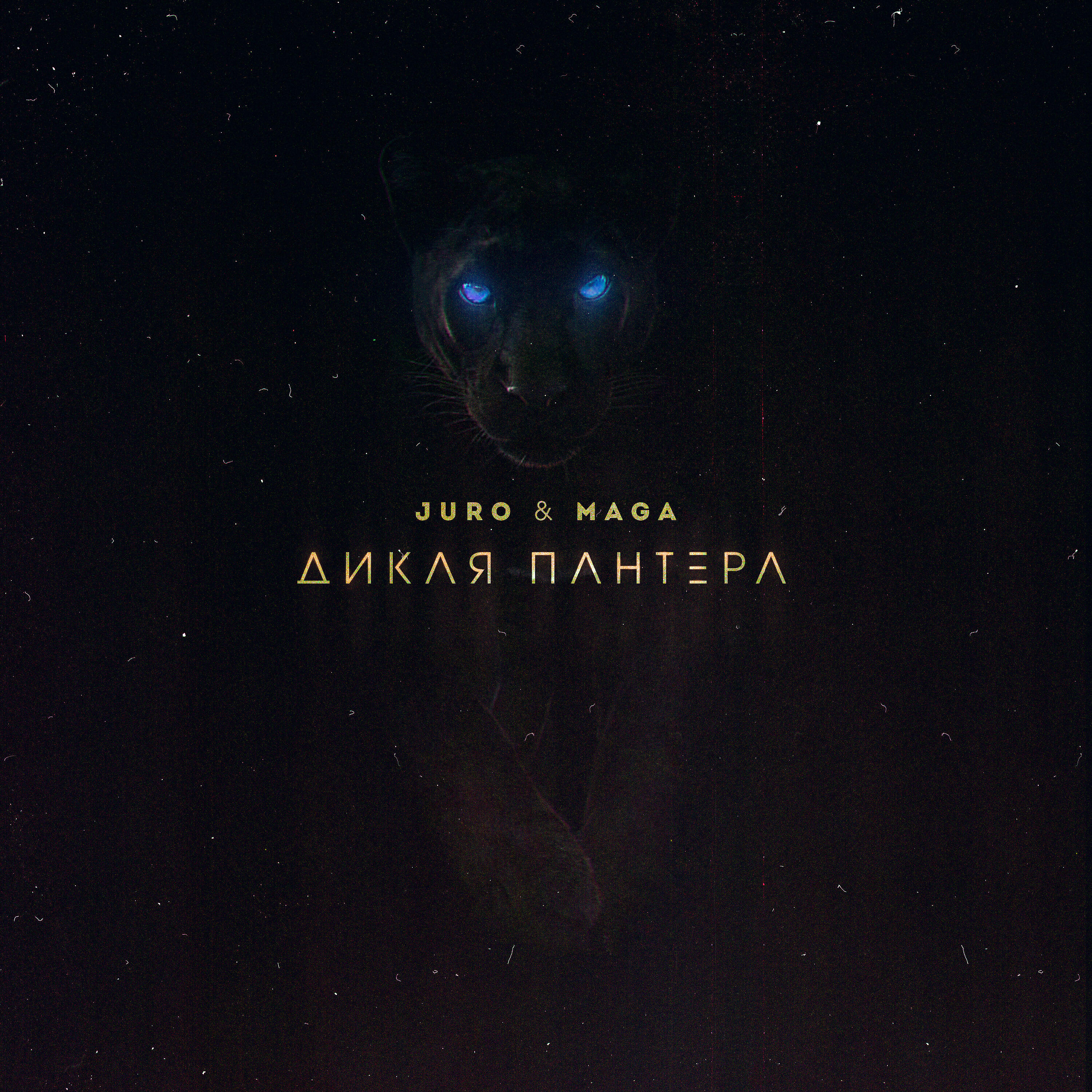 Релиз Дикая пантера