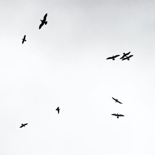 Релиз Birds