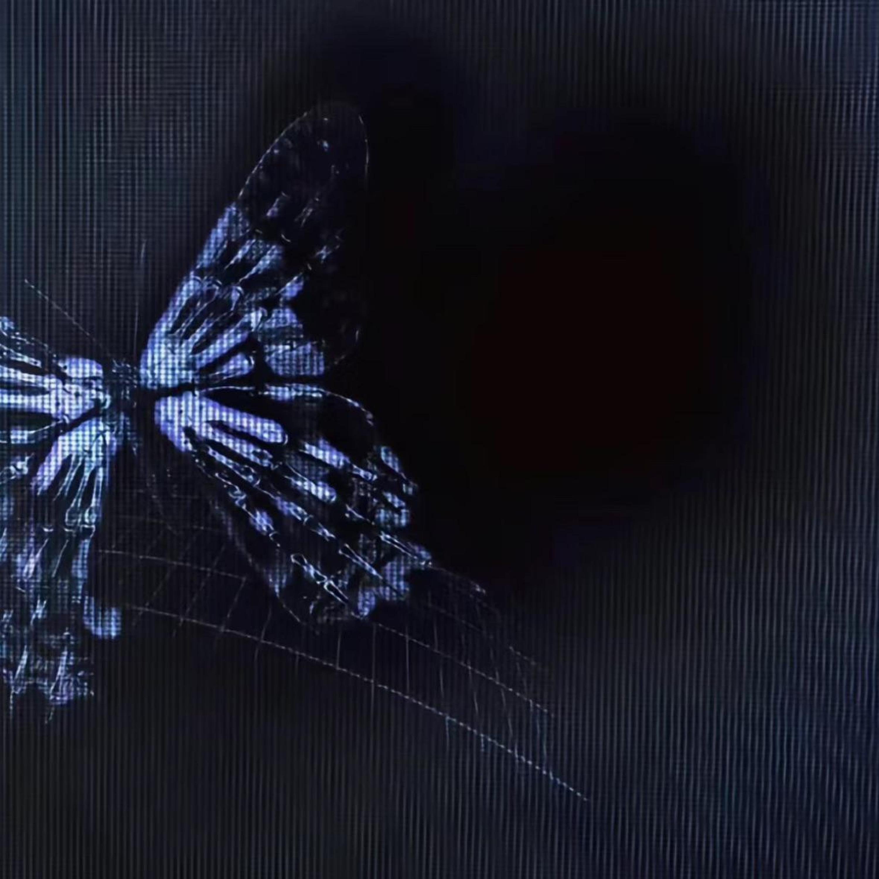 Релиз 蝴蝶Pt2