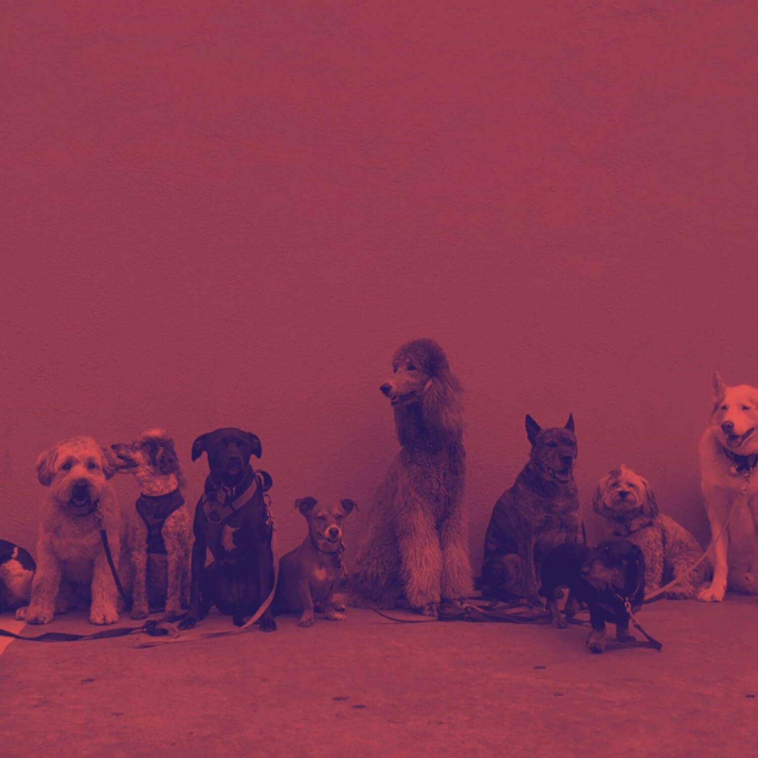Piano Music for Dogs Project