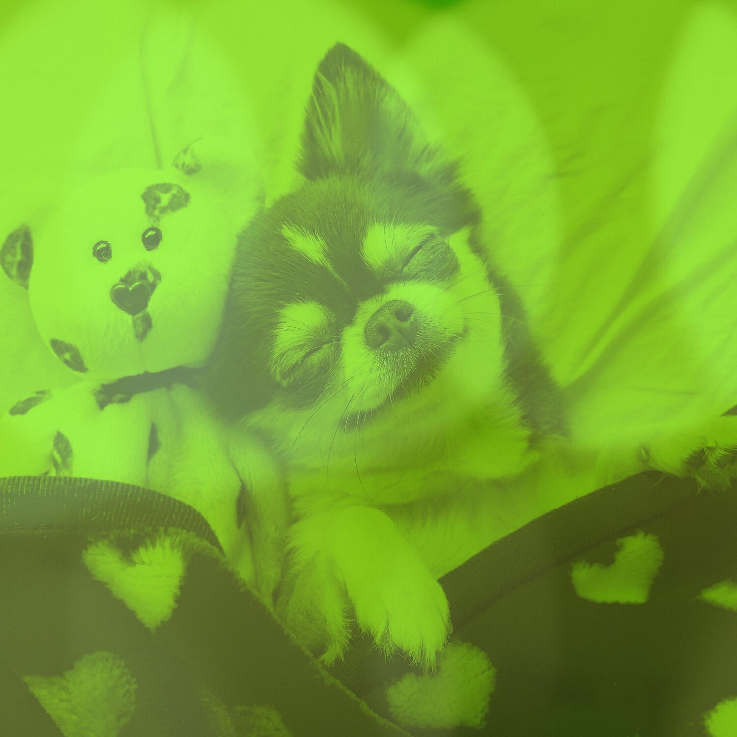 Comfortable Doggy Music