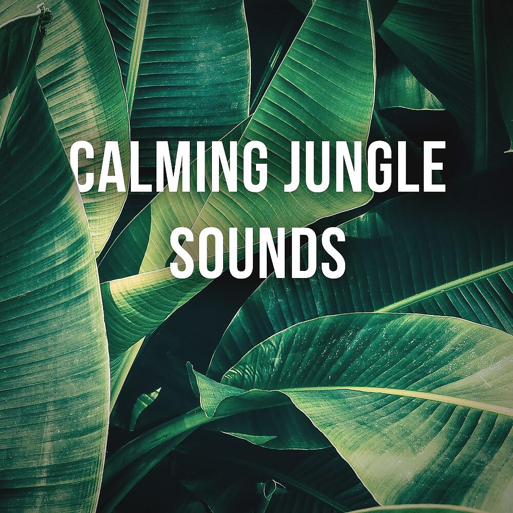 Релиз 1 Hour of Calming Jungle Sounds to Relief Stress