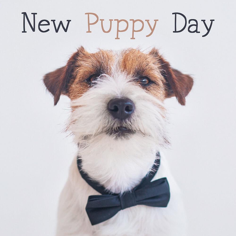 Релиз New Puppy Day