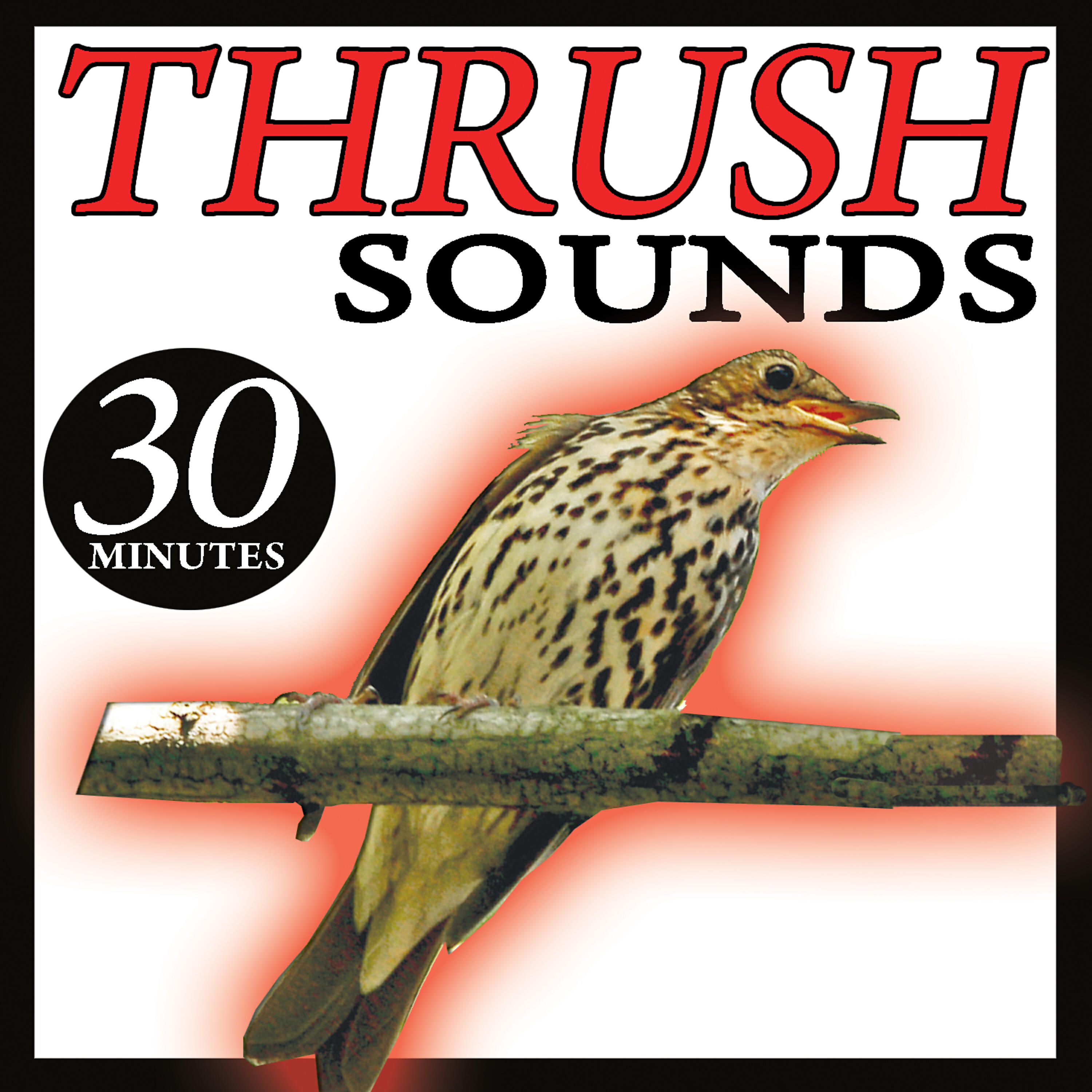 Релиз The Thrush Sound Birds Songs
