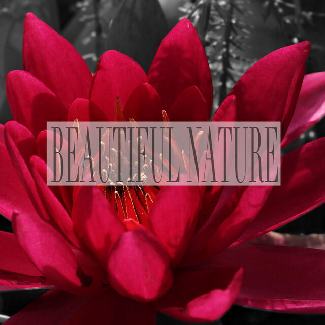 Релиз Beautiful Nature