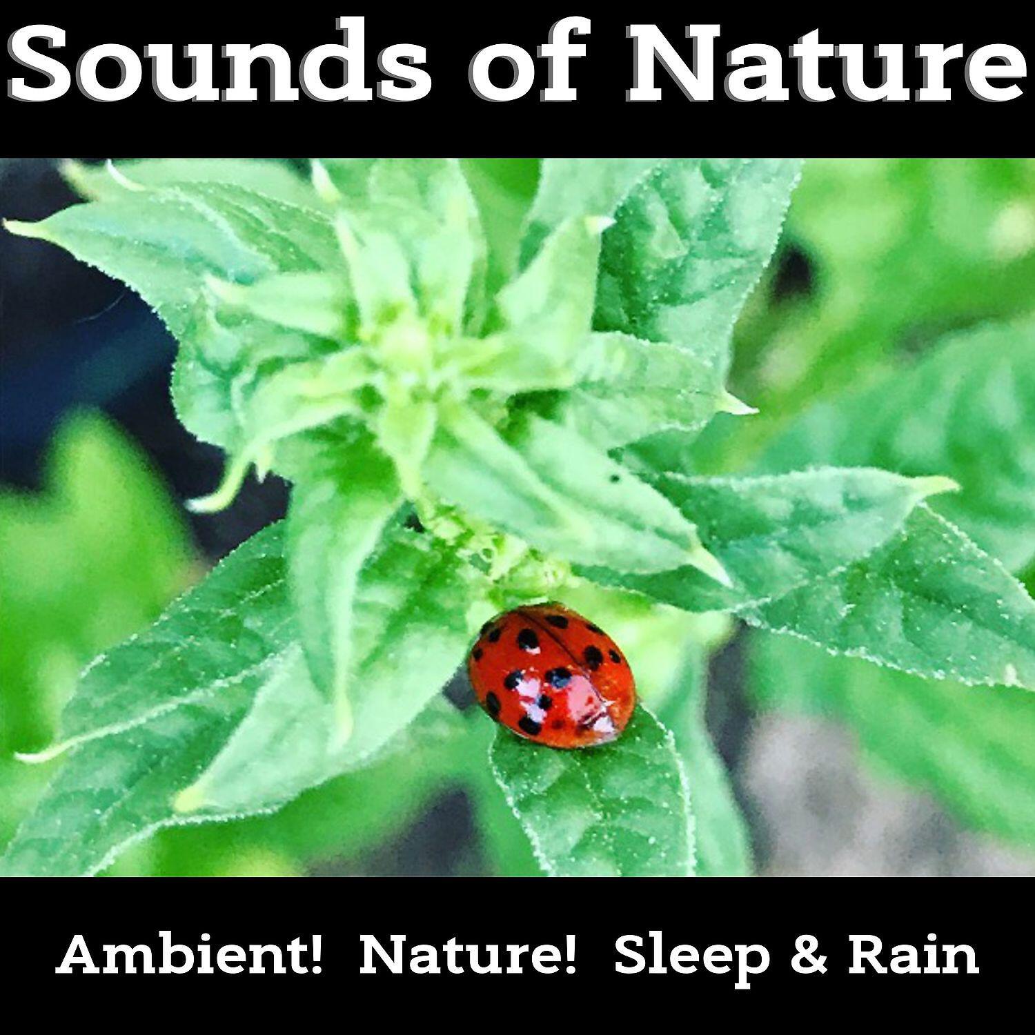 Релиз Best Instrumental Sounds of Nature