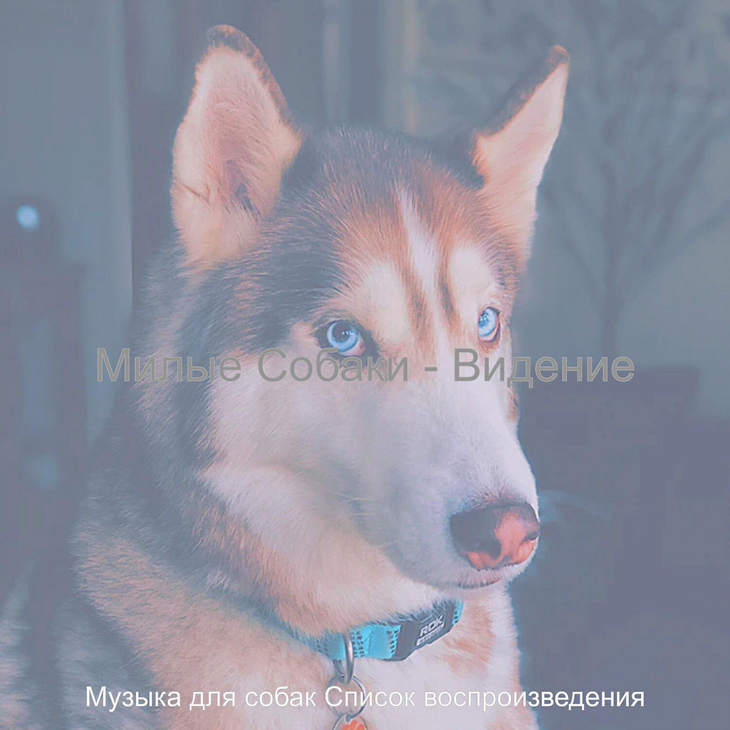 Постер альбома Милые Собаки - Видение