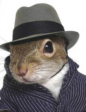 Squirrel