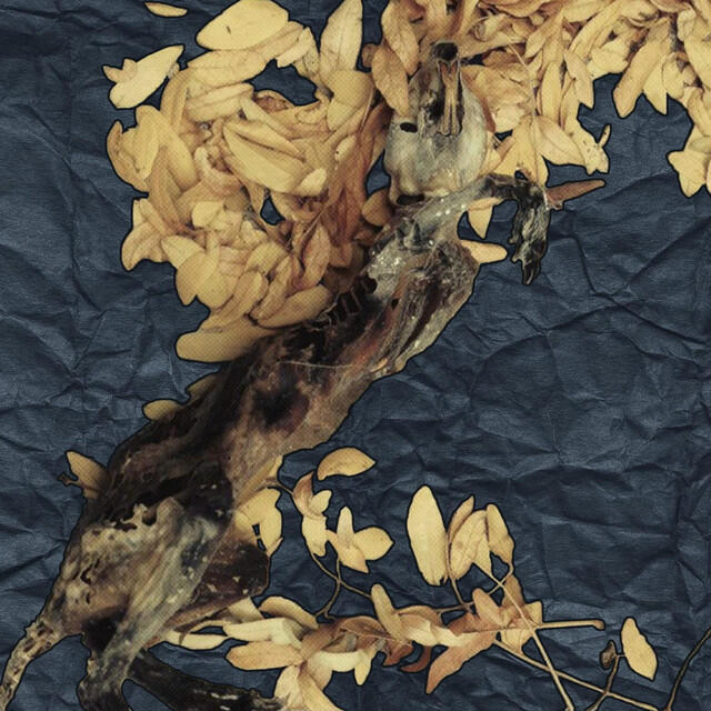 Релиз Discovery of a Rat