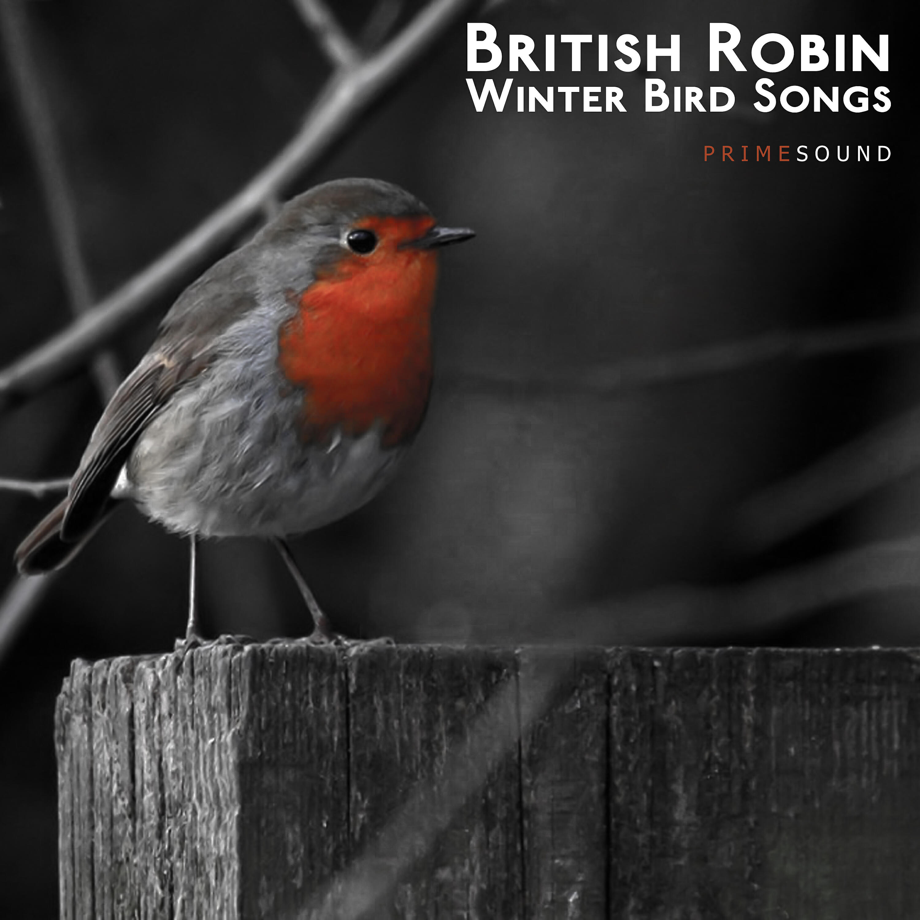 Релиз British Robin Winter Bird Songs