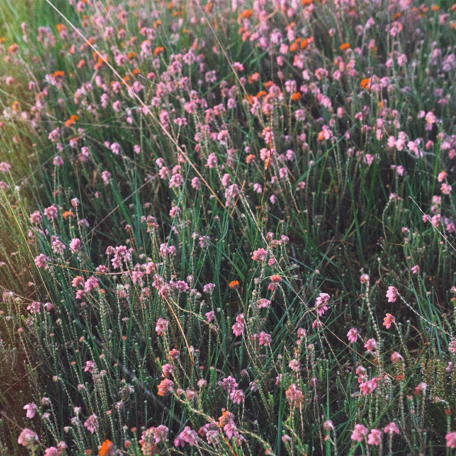 Релиз a warm summer morning
