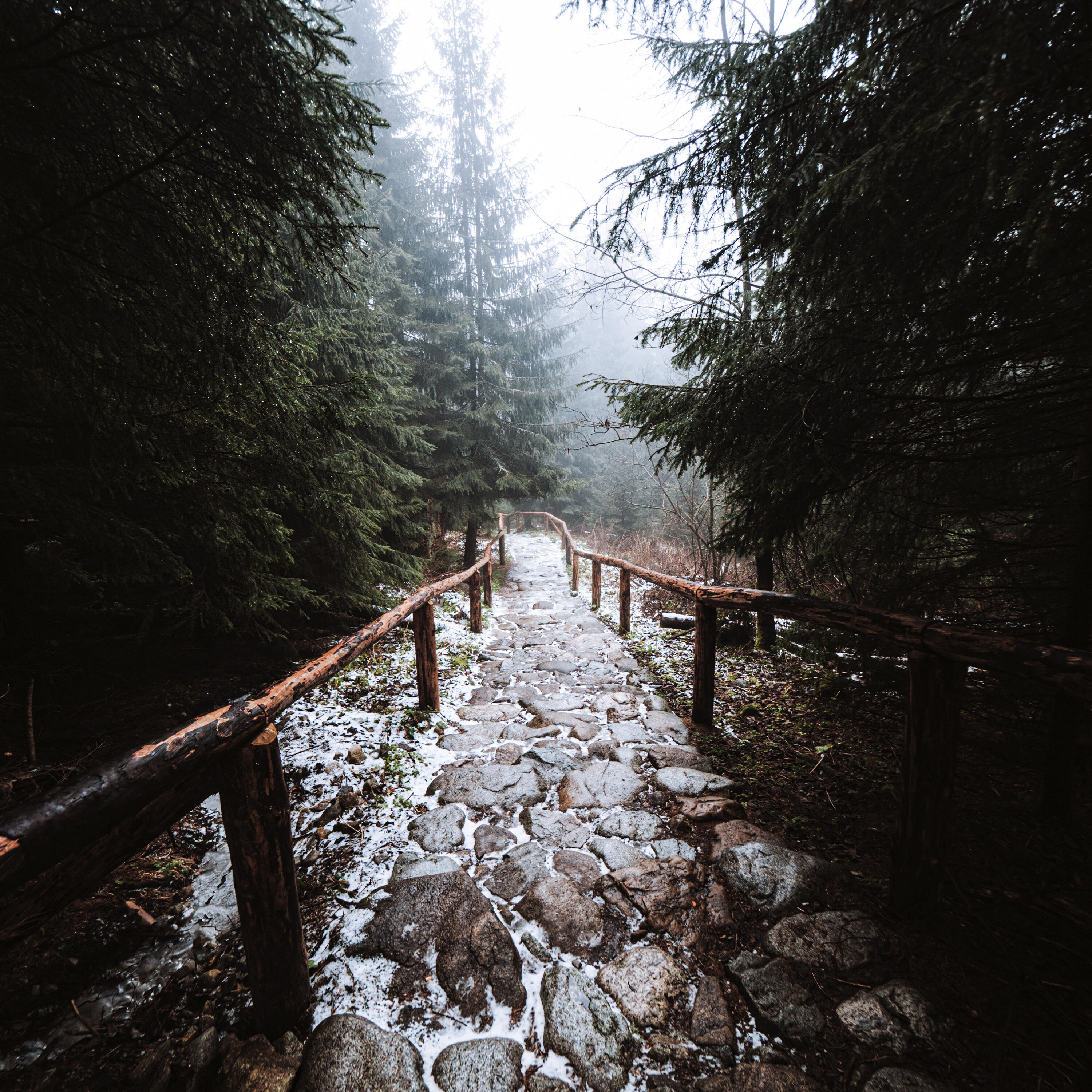 Релиз Depth of the forest