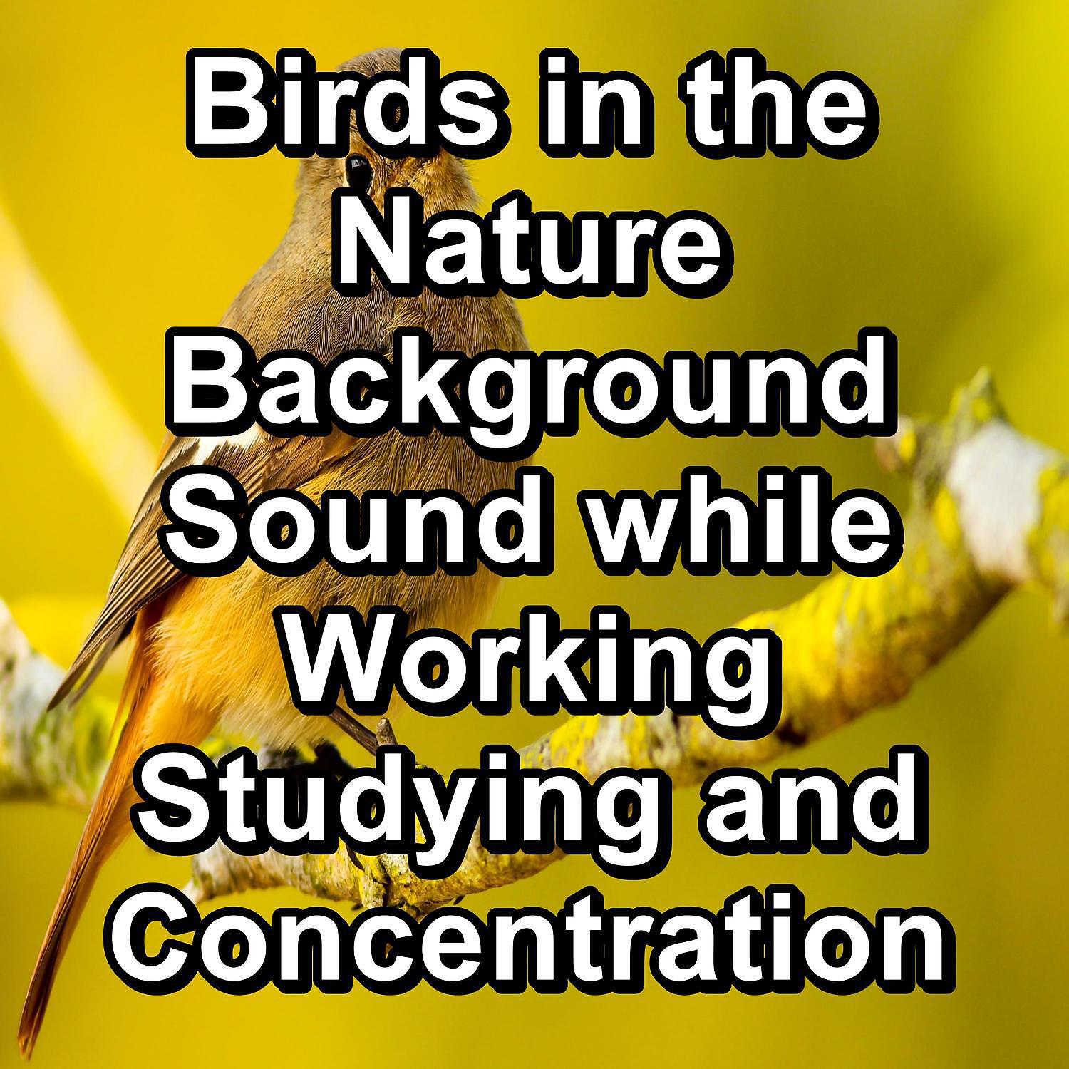 Релиз Birds in the Nature Background Sound while Working Studying and Concentration