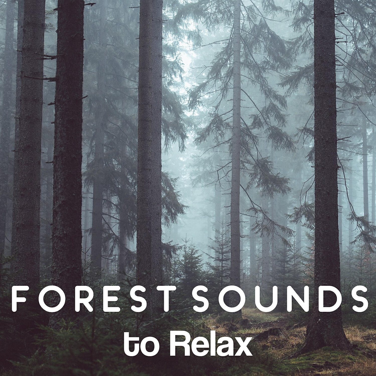 Постер альбома Forest Sounds to Relax – Nature Relaxation, Rain Sounds, Free Your Mind
