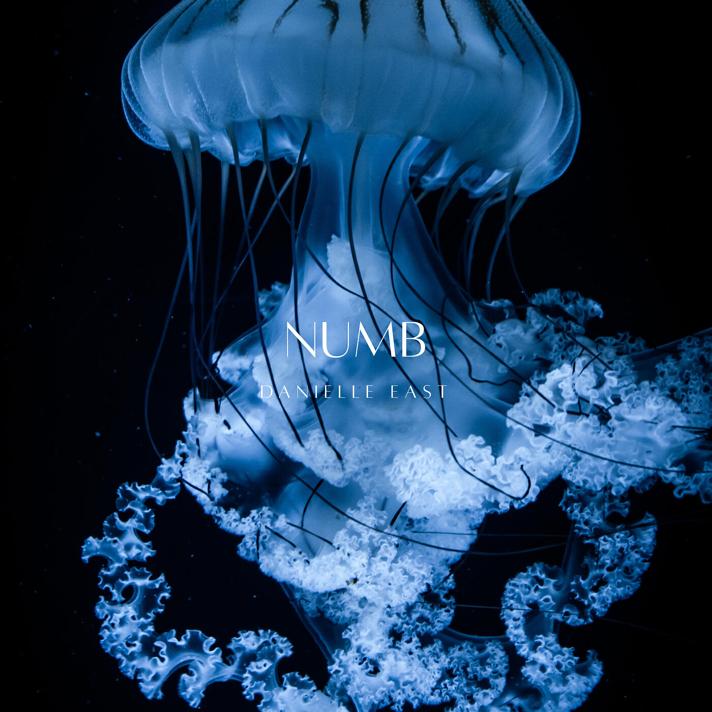 Релиз Numb