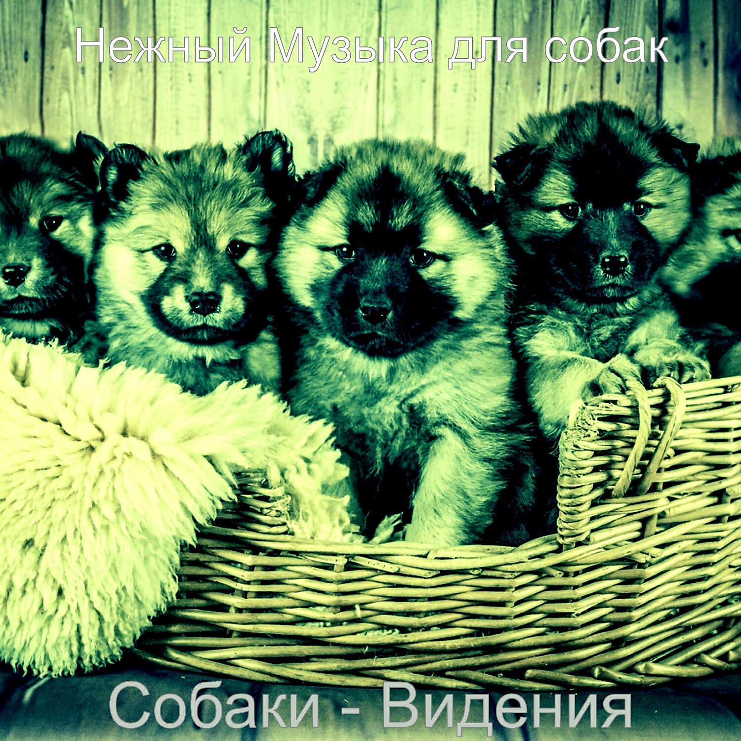 Постер альбома Собаки - Видения