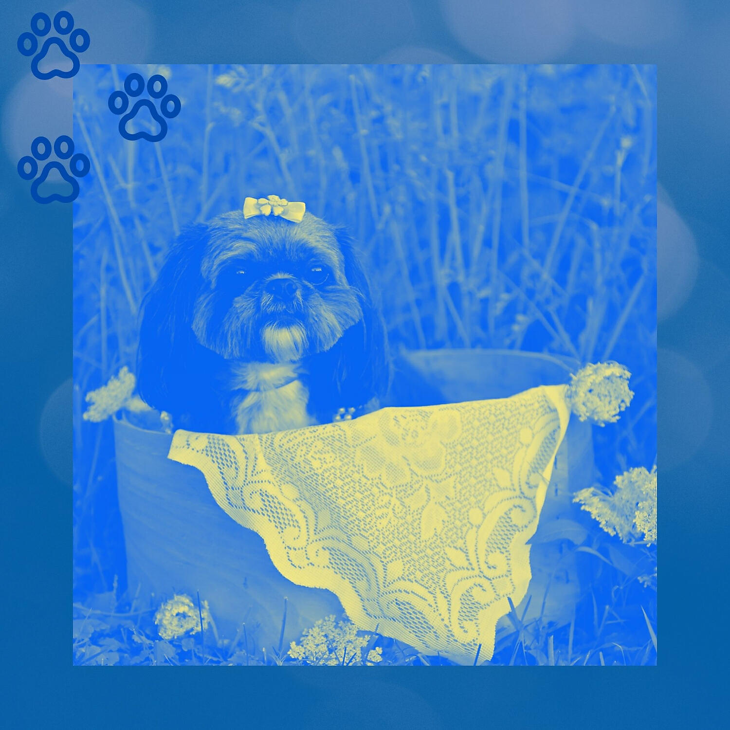 Релиз Music for Doggy Anxiety - Acoustic Guitar