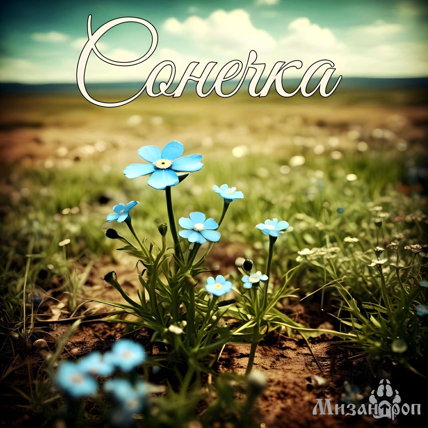 Релиз Сонечка