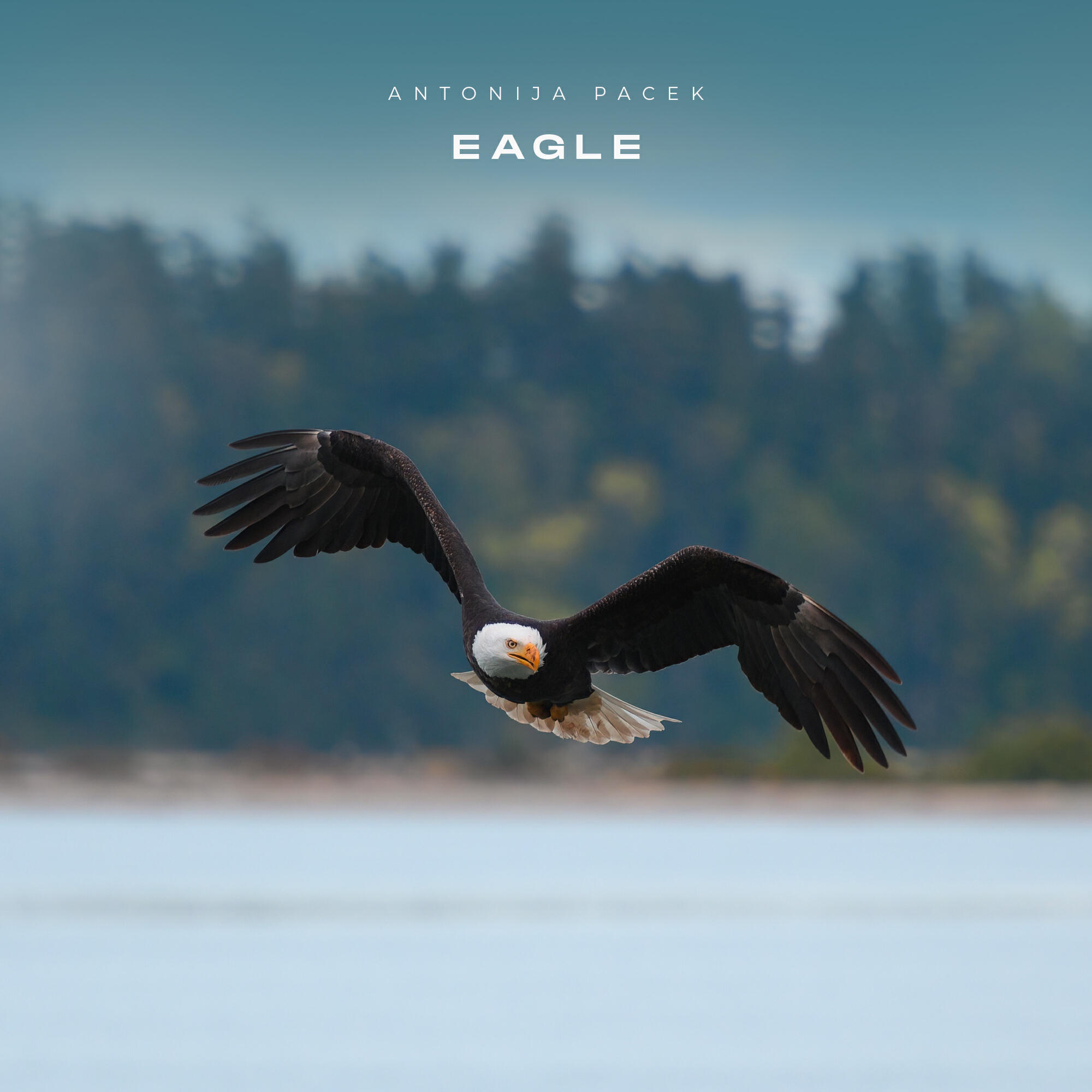 Релиз Eagle