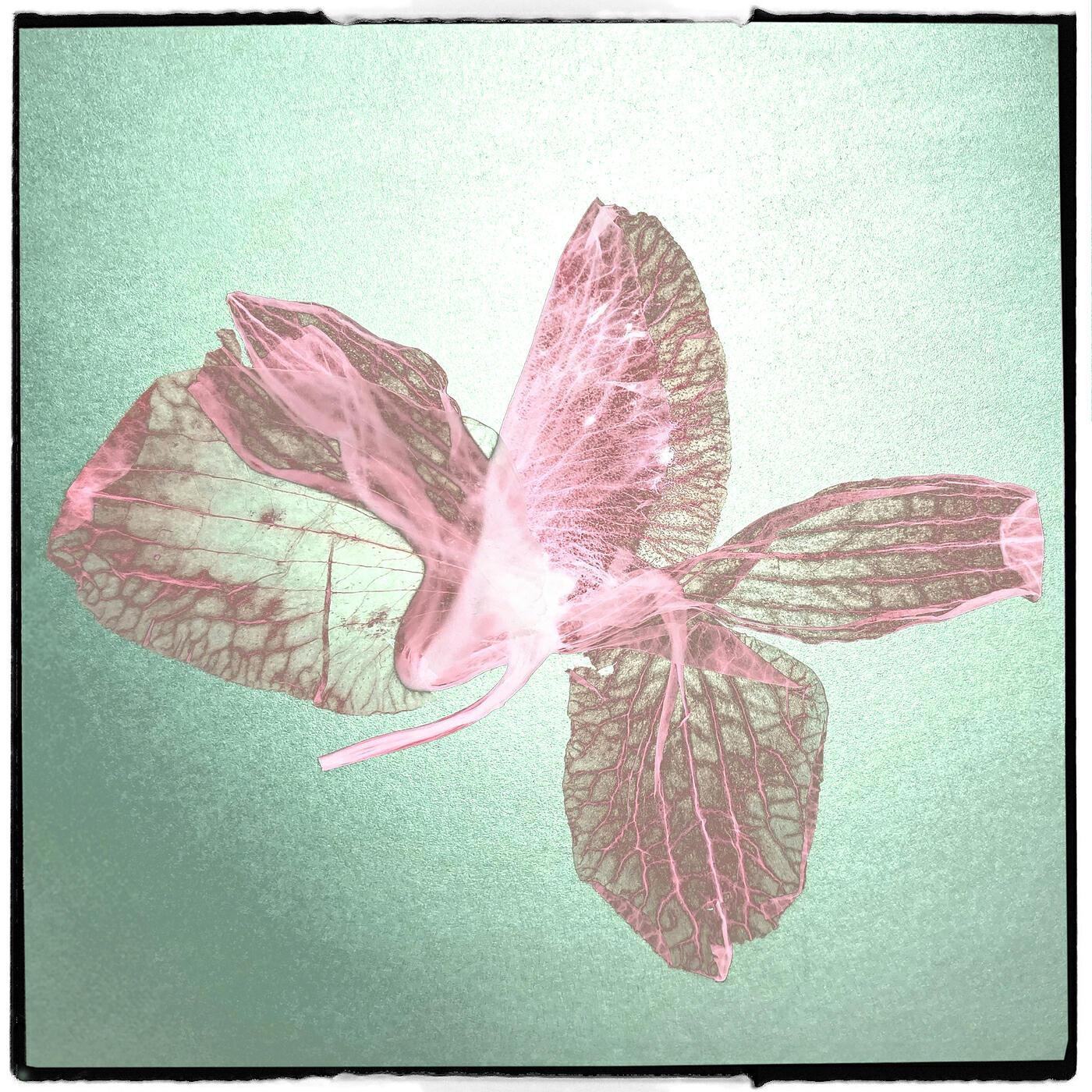 Релиз The Jasmine Song