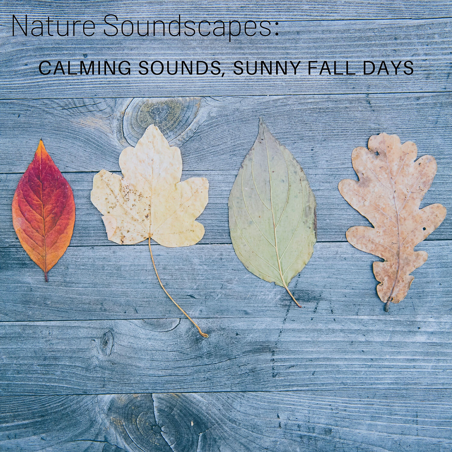 Релиз Nature Soundscapes: Calming Sounds, Sunny Fall Days