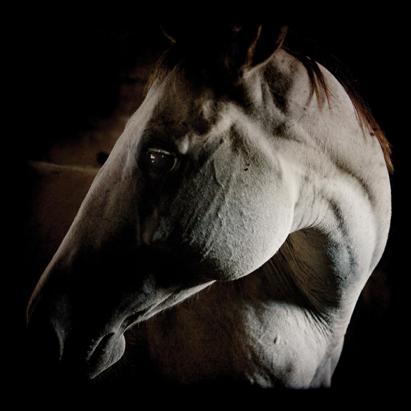Релиз How to Kill a Horse