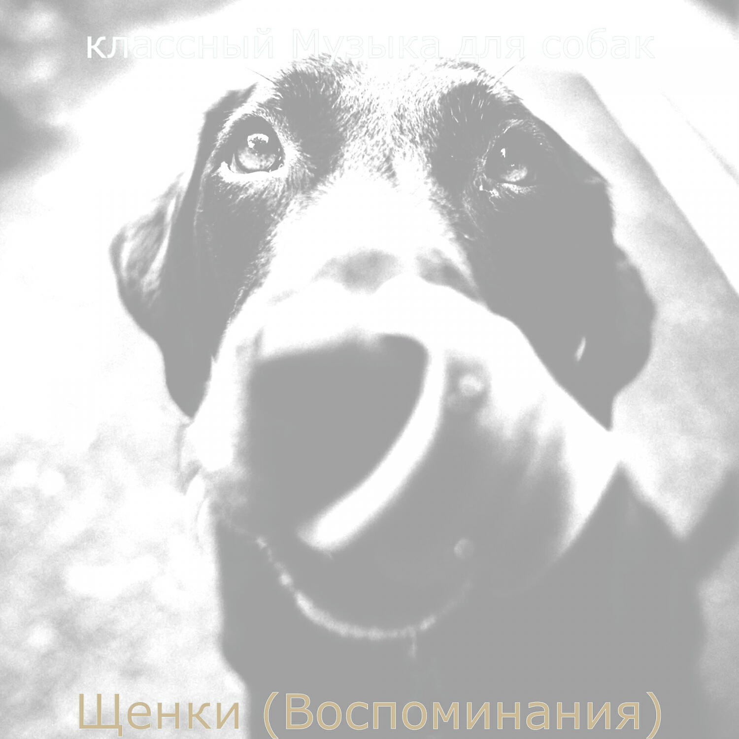 Релиз Щенки (Воспоминания)