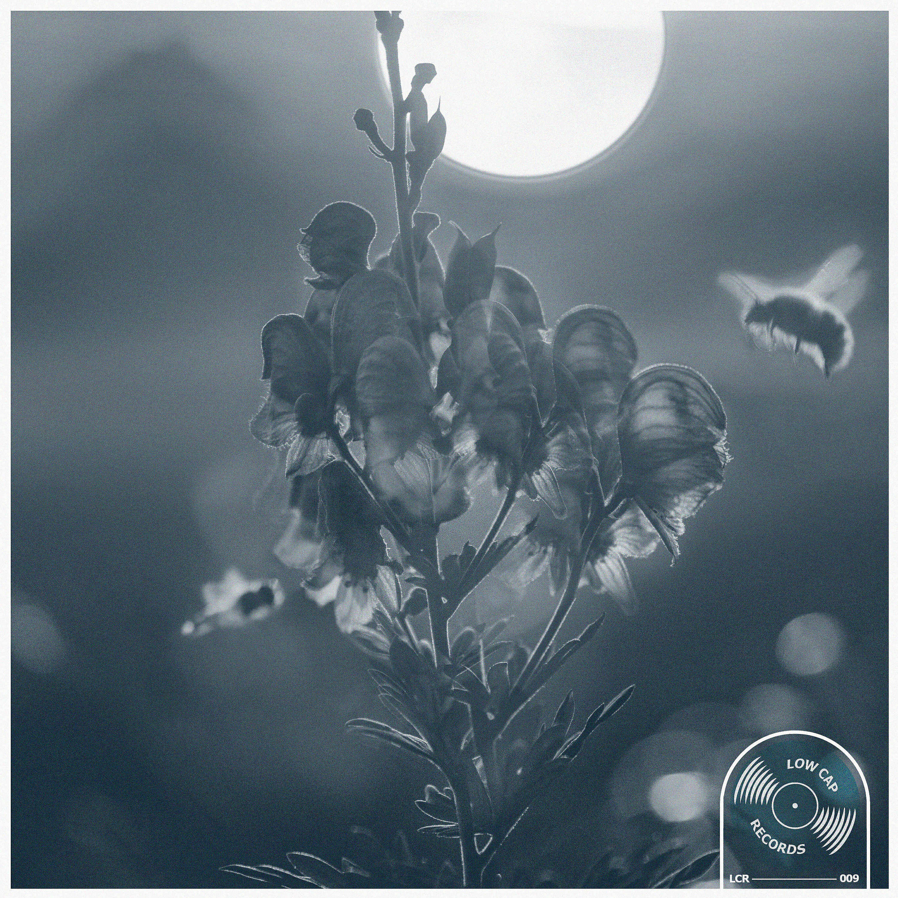 Релиз Vivid Summers