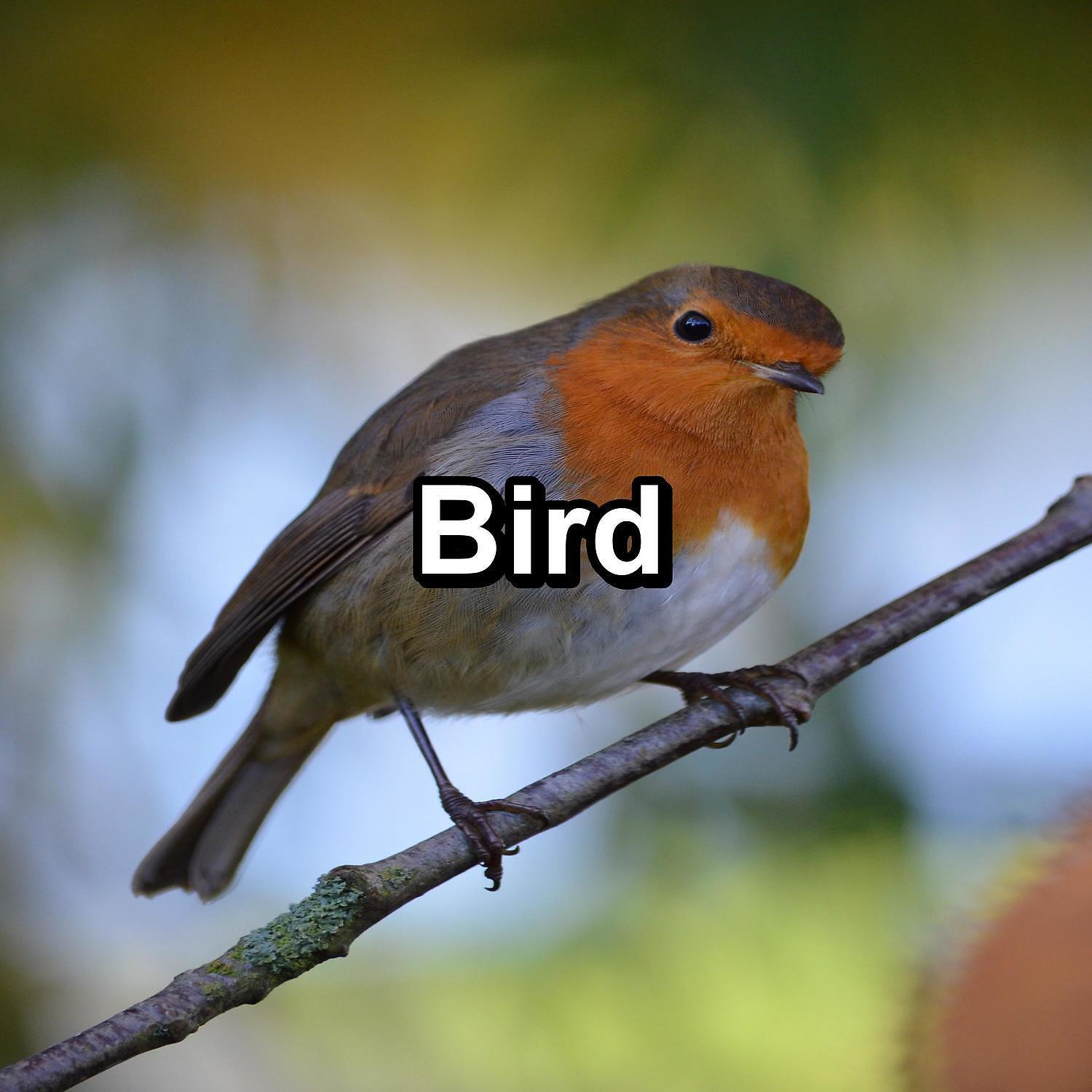 Релиз Bird