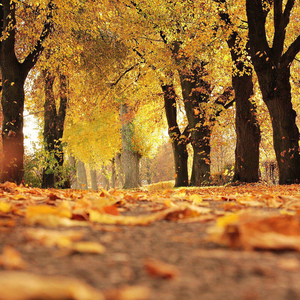 Релиз Sunlit Leaves