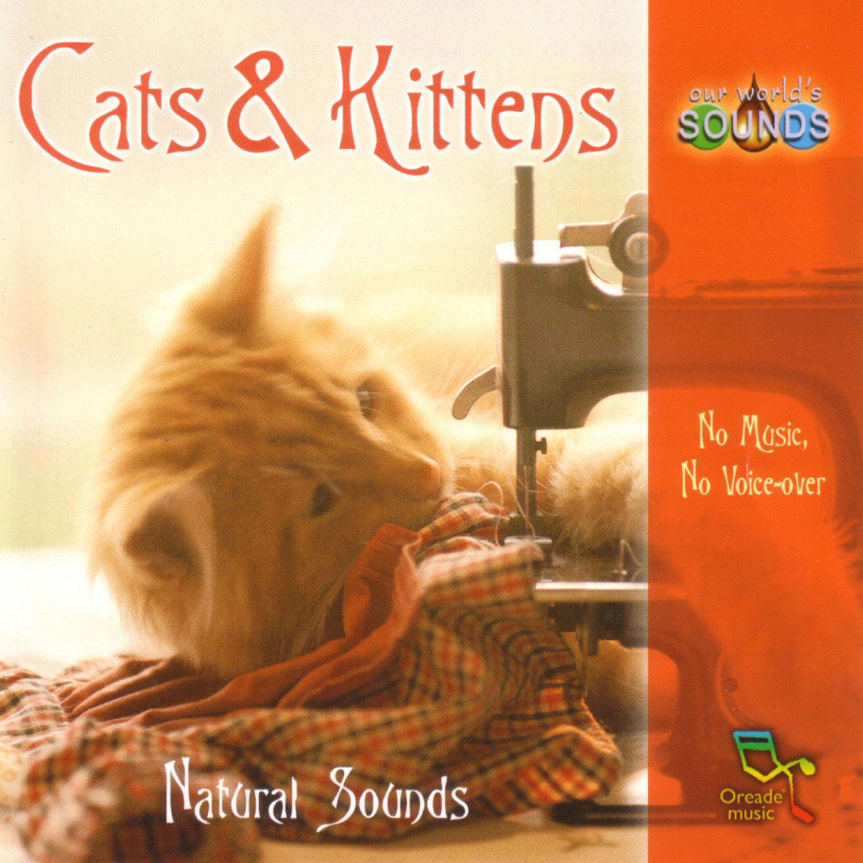 Релиз Cats & Kittens