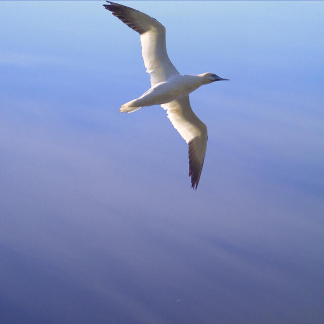 Релиз Gliding