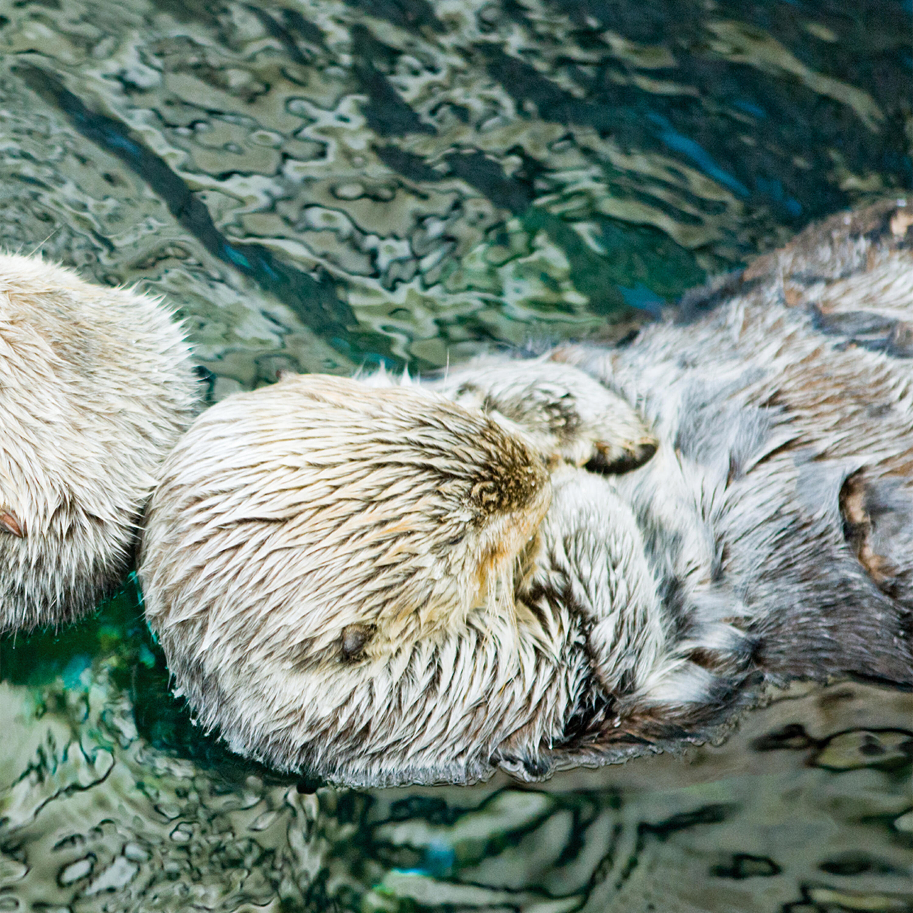 Релиз Otter - EP