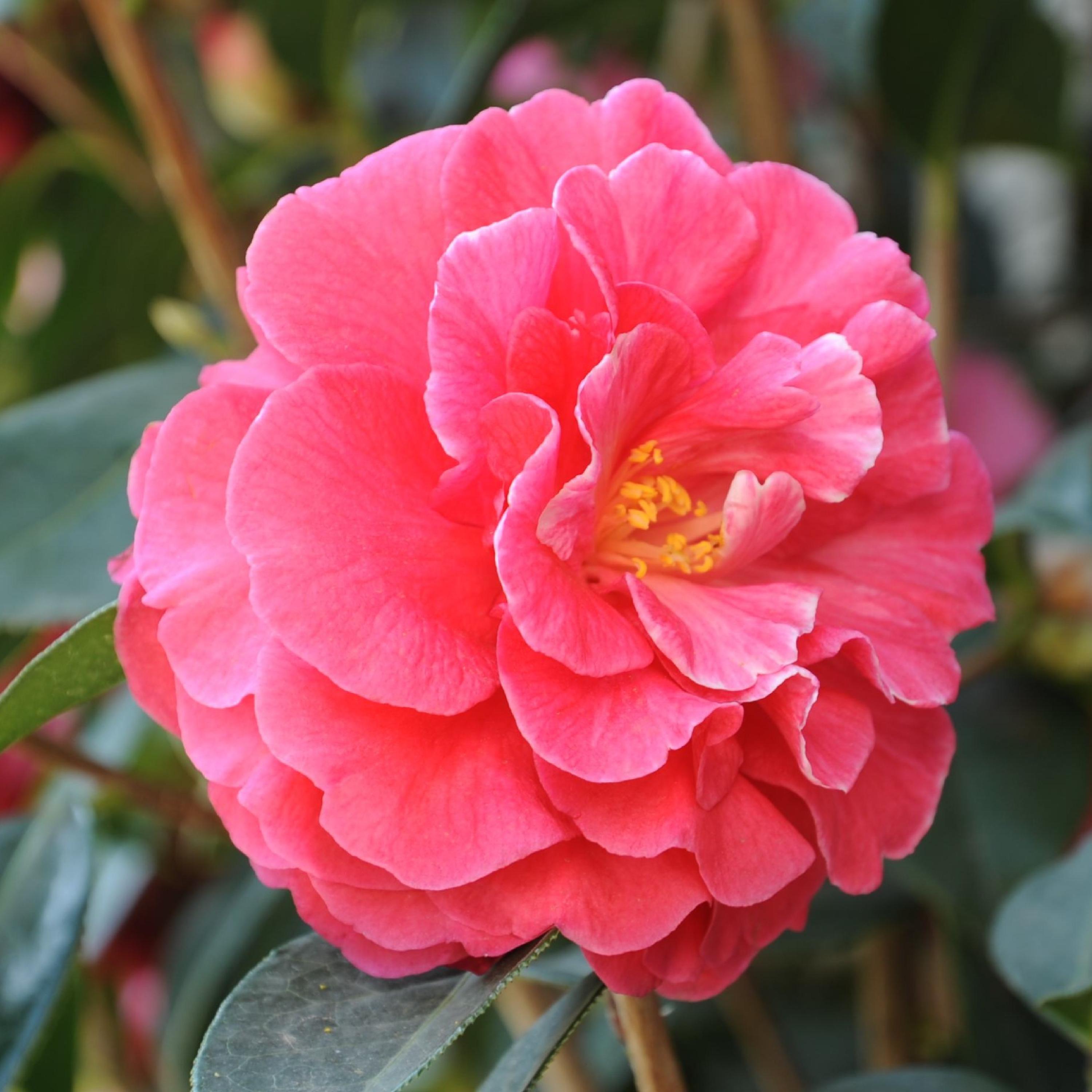 Релиз 大理的茶花开了