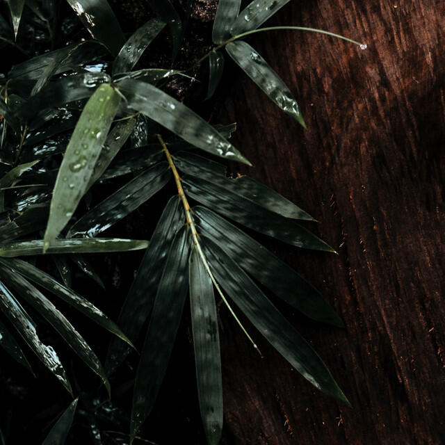 Релиз Compilation: Top 20 Loopable Rain Sounds for Deep Sleep, Insomnia, Meditation and Relaxation