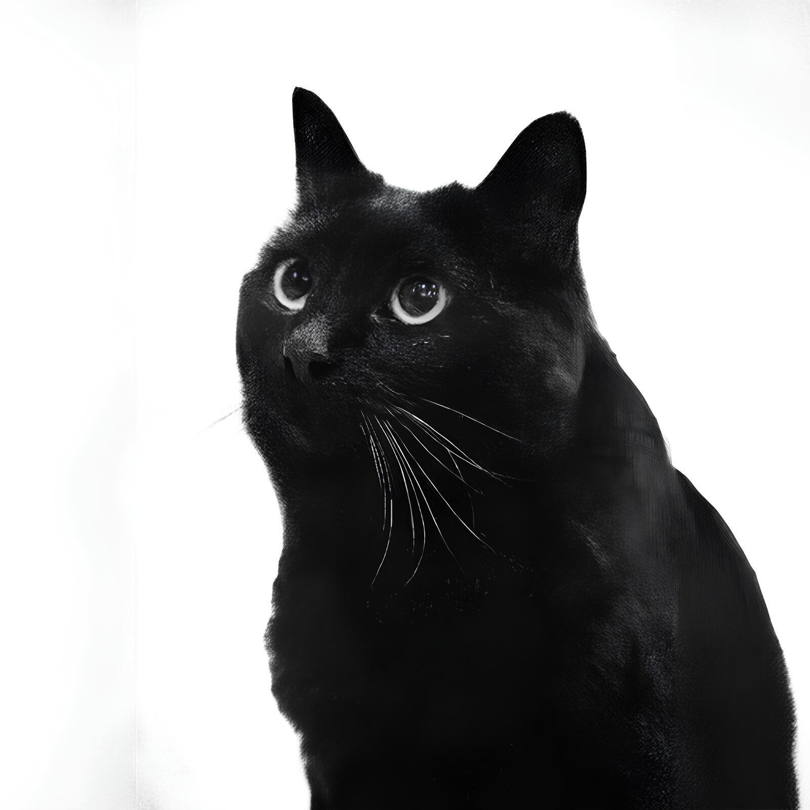 Постер альбома Котята