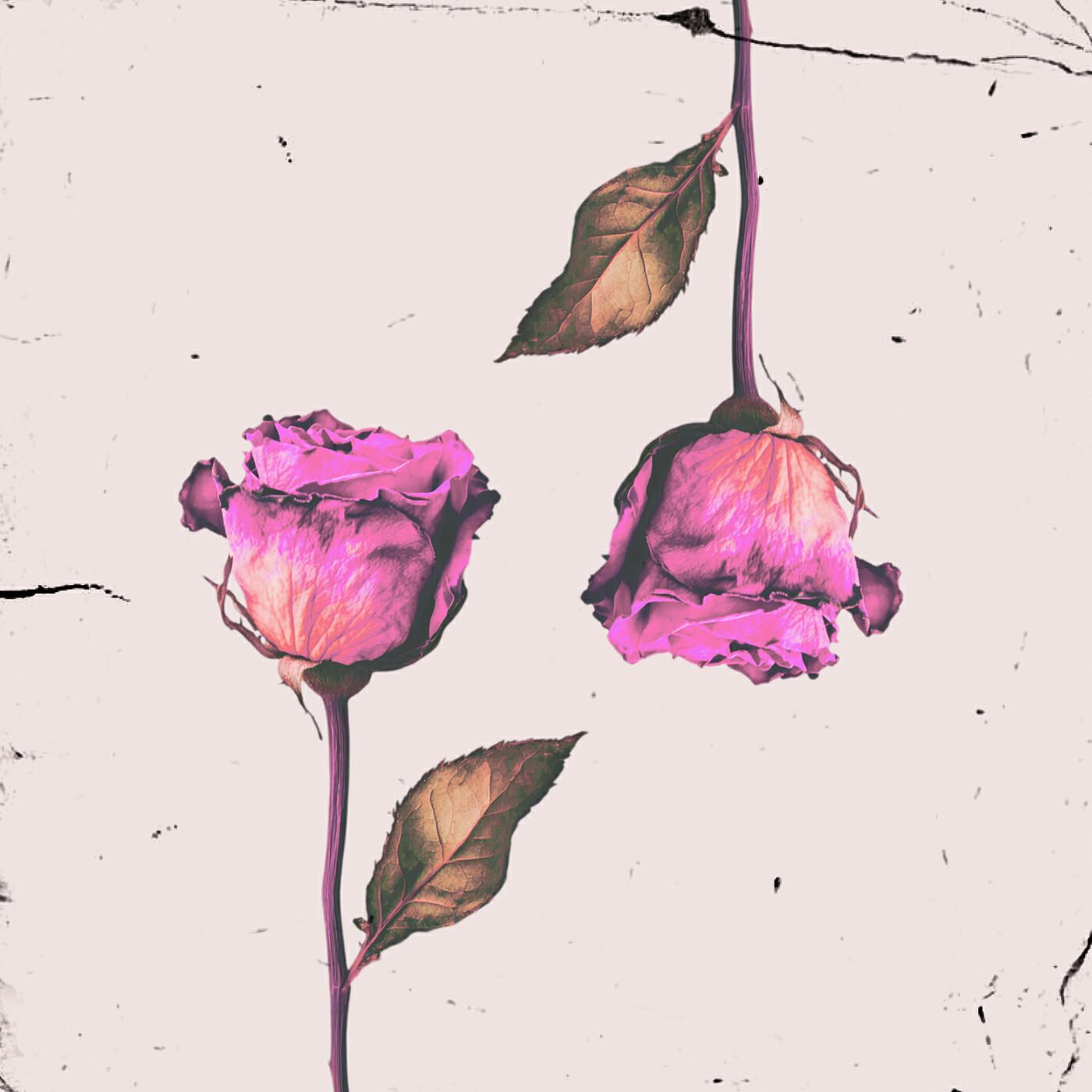 Релиз Toxic Love