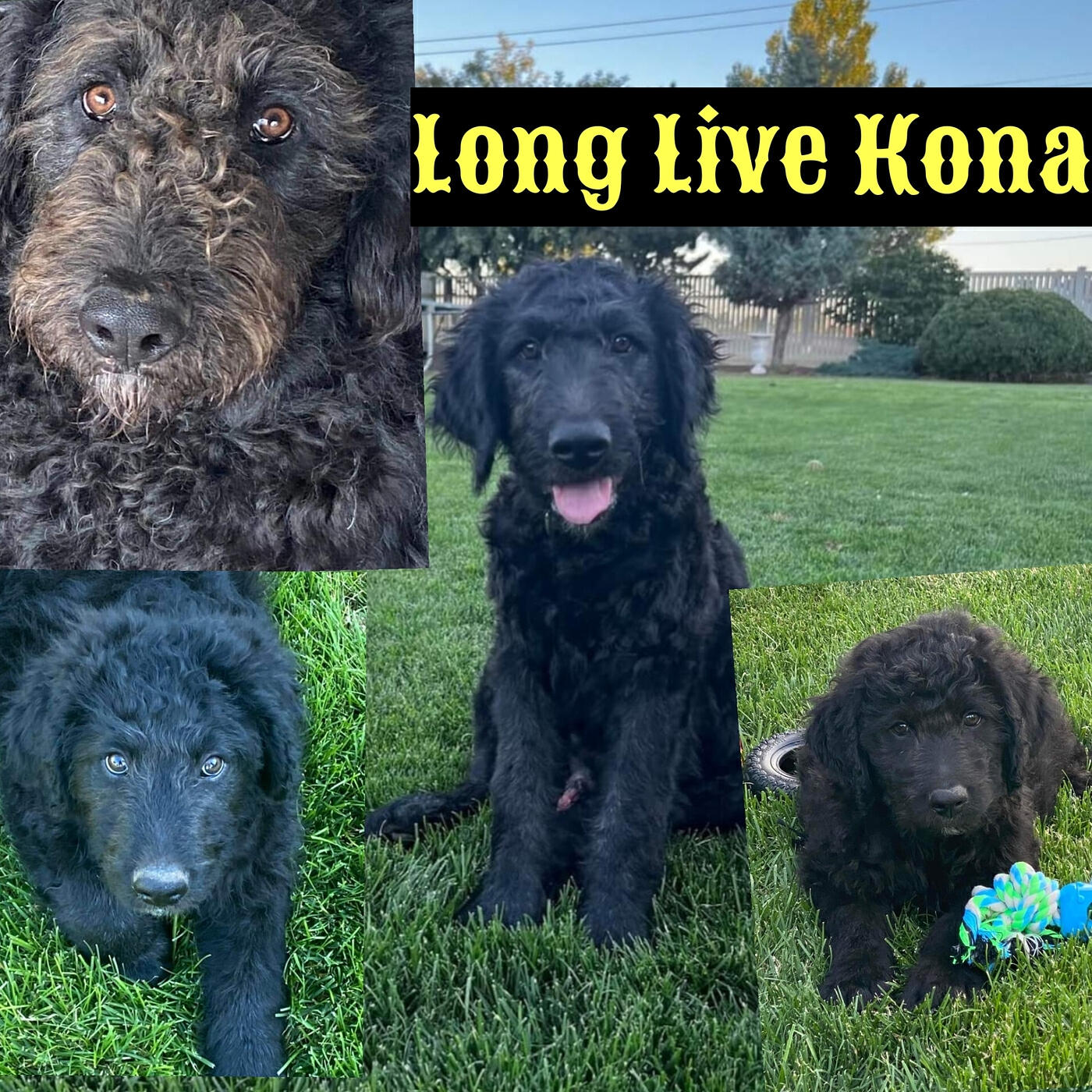 Релиз Long Live Kona