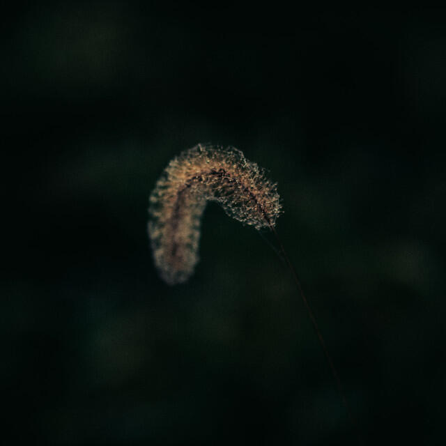 Релиз Erica