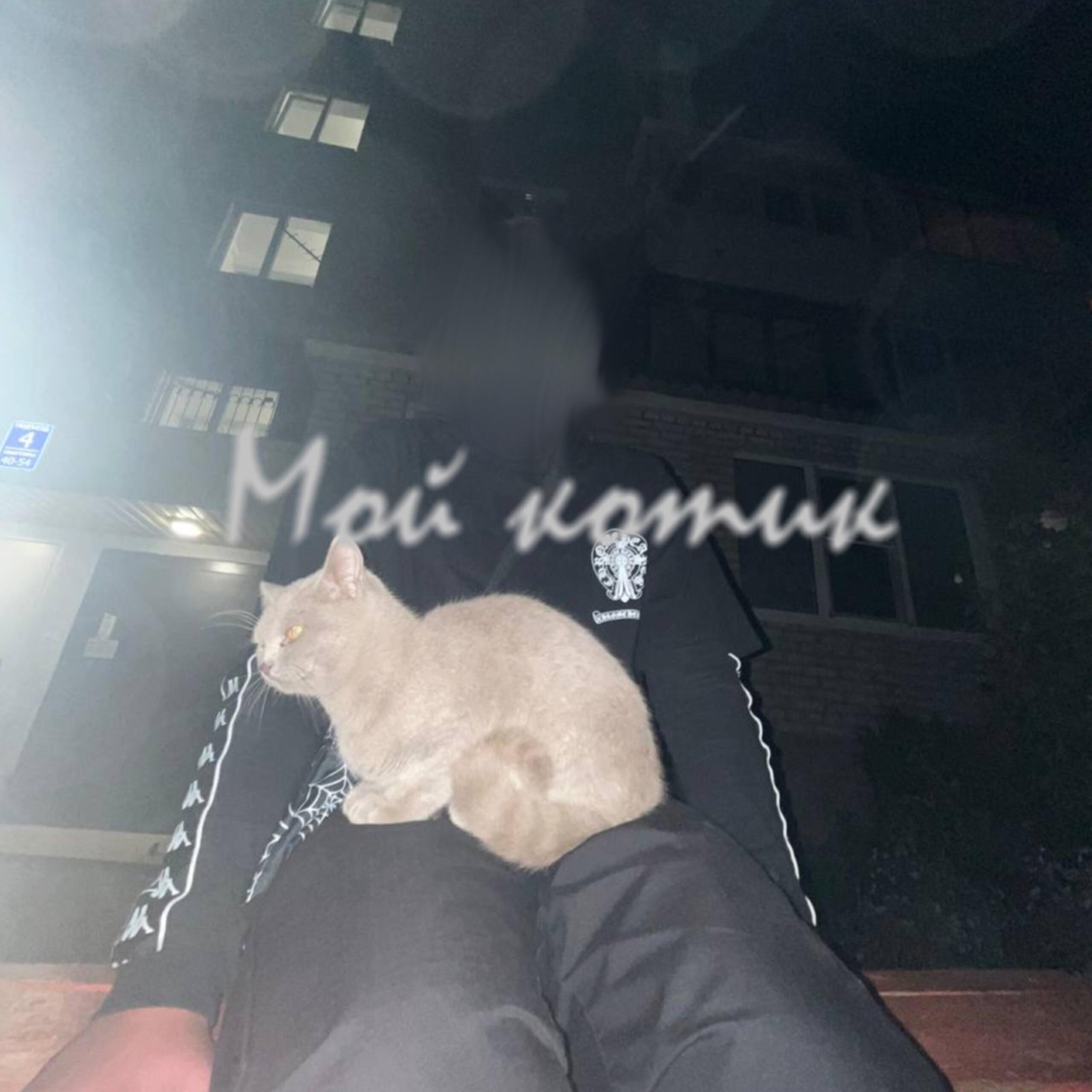 Постер альбома Мой котик